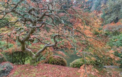 Japanese Maple tree Stockfoto's