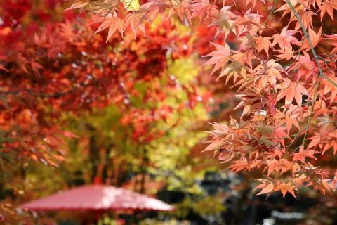 Japanese maple tree Foto stock