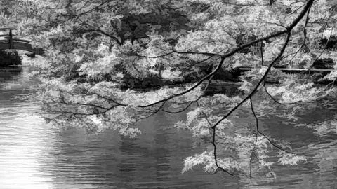 Japanese Maple Tree. Stock Photos
