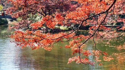 Japanese Maple Tree. Foto stock