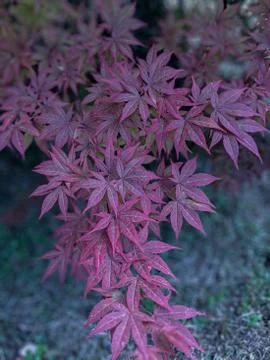 Japanese maple tree Stock Photos