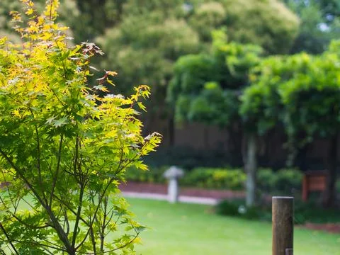 Japanese Maple Tree Stock Photos