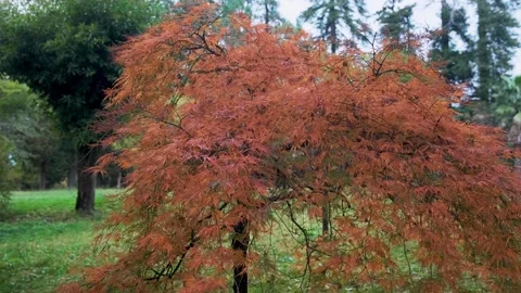 Japanese maple tree with red and orange autumn leaves in the park. Seasonal Stock Footage 283733847