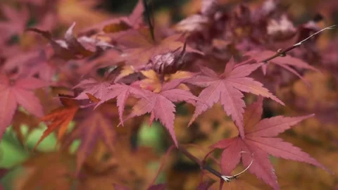 Japanese maple tree red fall leaves on branch in the park. Close up. Seasonal Stock Footage 283733621