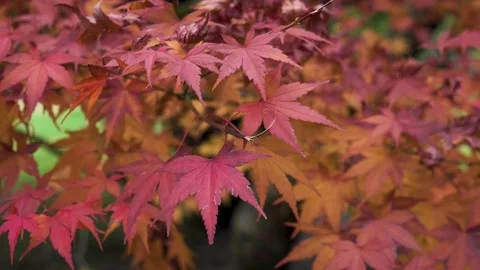 Japanese maple tree red fall leaves on branch in the park. Close up. Seasonal Stock Footage 284169057