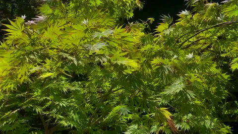 Japanese Maple tree in strong winds, slow-motion Stock Footage 241187710