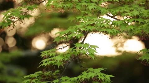 Japanese maple tree at sunset. Stock Footage 60764095