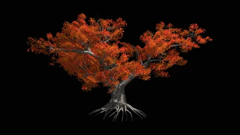 Japanese Maple tree   in the wind Format MOV, codec png with alpha channel Stock Footage 88965629