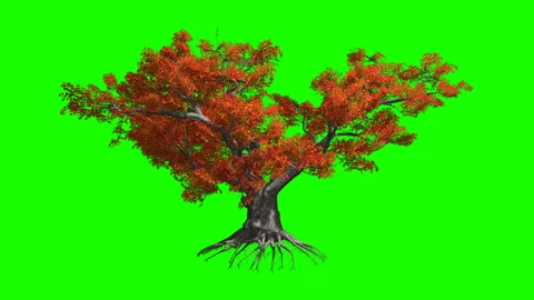 Japanese Maple  tree   in the wind.Green screen alpha. Stock Footage 88963435