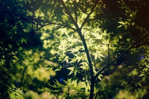 Japanese Maple Trees in a Forest Stock Photos