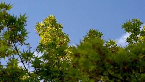 Japanese Maple Trees in a Kyoto Park - Acer Palmatum - 4K UHD Stock Footage 106940099