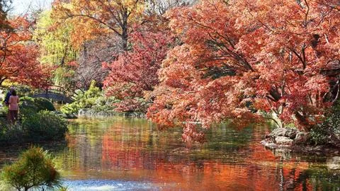 Japanese Maple Trees. Stock Photos