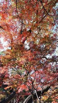 Japanese Maple Trees. Foto stock