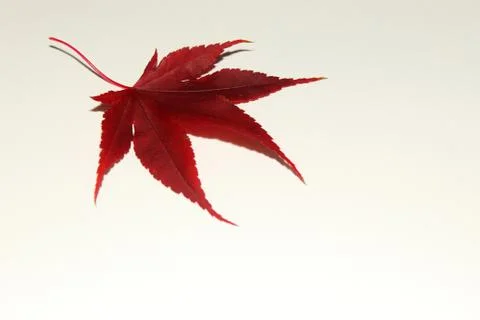 Japanese Maple White Down Stock Photos