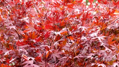 Japanese maple - wind moves the red leaves - autumnal background Stock Footage 141718493