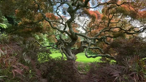 Japanese Maple Wisdom Stock Footage 277157273