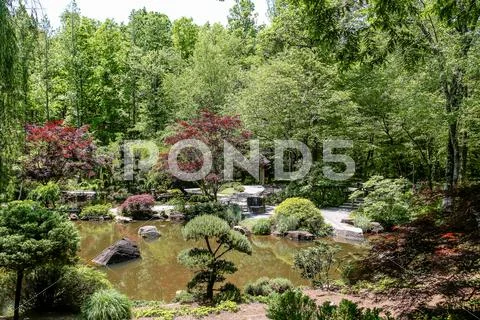 Japanese Maples and Evergreens Around Lake Stock Photos