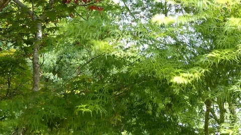 Japanese Maples in the Wind Stock Footage 107678542