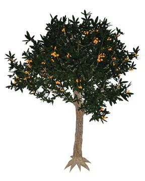 Japanese medlar tree - 3D render Stock Illustration