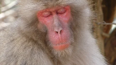 Japanese Monkey Stock Footage 108820609