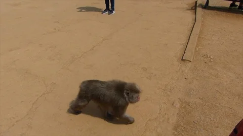 Japanese monkey park Stock Footage 108820542