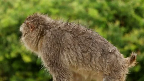 Japanese Monkey In The Rain Stock Footage 75534734