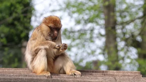 Japanese monkey snow monkey Stock Footage 335108011