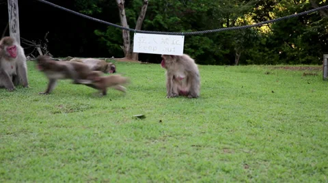 Japanese monkeys play by 'Keep Out' sign Stock Footage 33244510