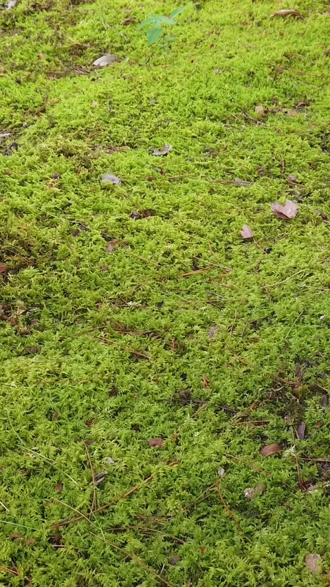 Japanese Moss Texture Background in Nature at Kyoto Temple Garden Vertical Wabi Stock Footage 346310264