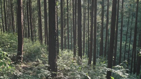 Japanese mountain forest Stock Footage 110776703