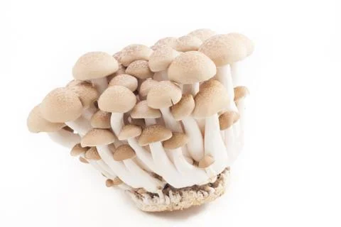 Japanese mushroom called Shimeji Stock Photos