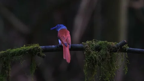 Japanese paradise flycatcher sitting on a mossy branch in deep forest lighting Stock Footage 340861853