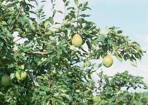 Japanese Pear Stock Photos