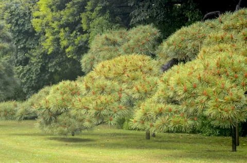 Japanese pine trees covered in cones in a park. Stock Photos