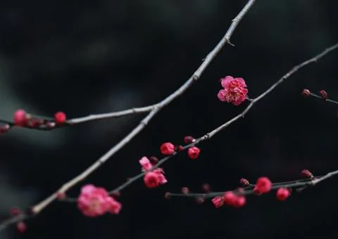 Japanese Plum Stock Photos