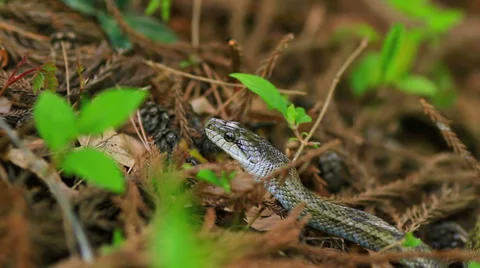 A Japanese Rat Snake. Stock Footage 38458965