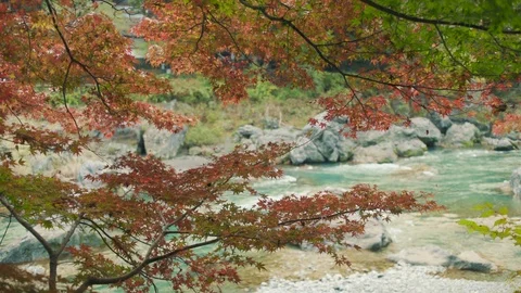 Japanese red leafes Stock Footage 97973551