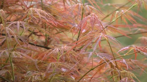 Japanese red maple Video stock 12455002
