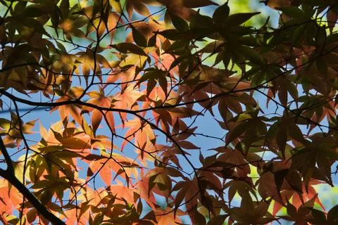 Japanese red maple with transmitted light.    Kyoto Japan Stock Photos