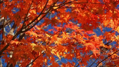 Japanese red maples. Stock Footage 97276983
