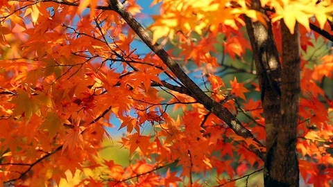 Japanese red maples in the wind. Stock Footage 97277550
