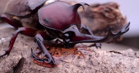 Japanese Rhinoceros Beetle Stock Footage 157061753