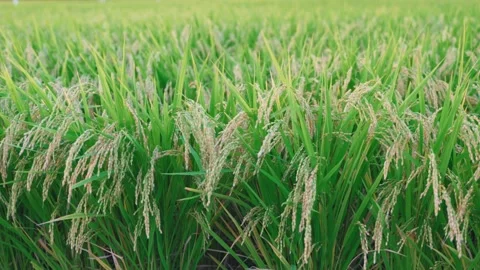 Japanese rice fields Stock Footage 231926978