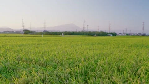 Japanese rice fields Stock Footage 231927273