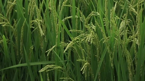 Japanese rice paddy on a sunny day Video stock 158009830