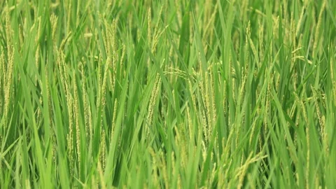 Japanese rice paddy on a sunny day Video stock 158009834