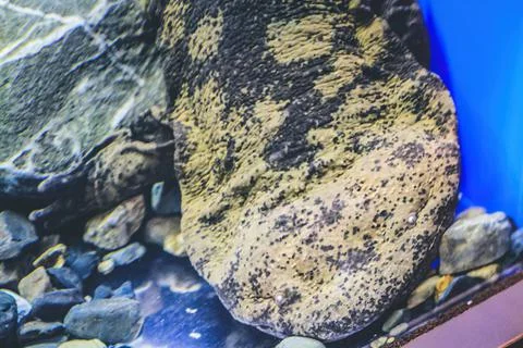 Japanese river monster - Japanese Giant Salamander of Gifu, Japan Stock Photos