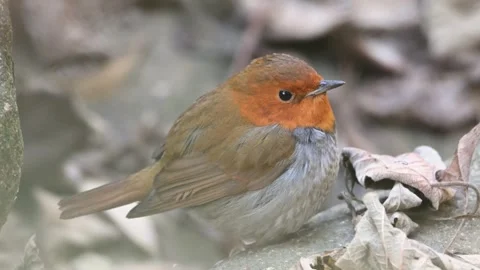Japanese Robin Bird Perched on Ground with Dry Leaves, 4K Close-up Stock Footage 331051253
