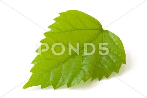 Japanese Rose Leaf Isolated On White Symbol Of Life Stock Photos