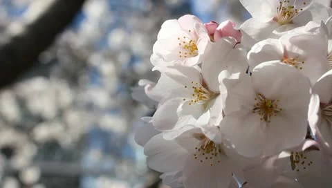 Japanese Sakura (cherry) tree flowers blooming (Macro) Video stock 10875853